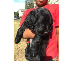 Lab puppies mixed with Poodle - 2