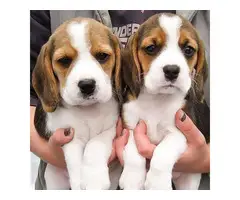Four Healthy Beagle puppies available
