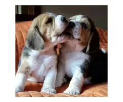 Four Healthy Beagle puppies available - 2