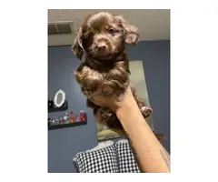 Beautiful Chocolate Dorkie Puppies - 3