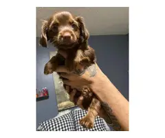 Beautiful Chocolate Dorkie Puppies - 4