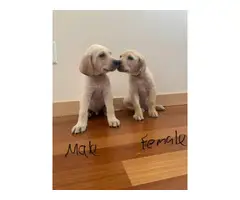 2 Yellow Lab Puppies for Sale - 1