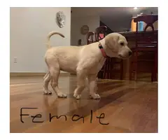 2 Yellow Lab Puppies for Sale - 4