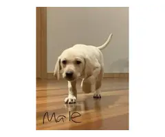 2 Yellow Lab Puppies for Sale - 7