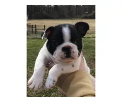 3 AKC French Bulldog puppies for sale