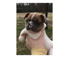 3 AKC French Bulldog puppies for sale - 2