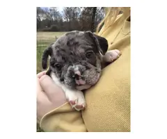 3 AKC French Bulldog puppies for sale - 3