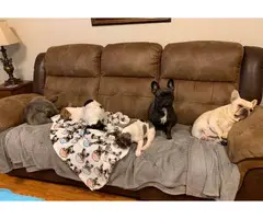 3 AKC French Bulldog puppies for sale - 4