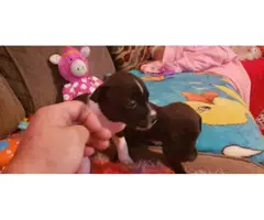 2 Gorgeous tiny Chiweenie puppies - 2