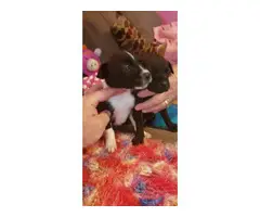 2 Gorgeous tiny Chiweenie puppies - 3