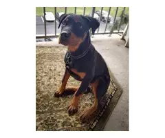 4 month old Rottweiler puppy looking for a new home - 1