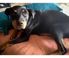 4 month old Rottweiler puppy looking for a new home - 2