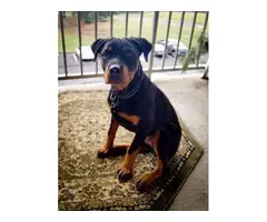 4 month old Rottweiler puppy looking for a new home - 3
