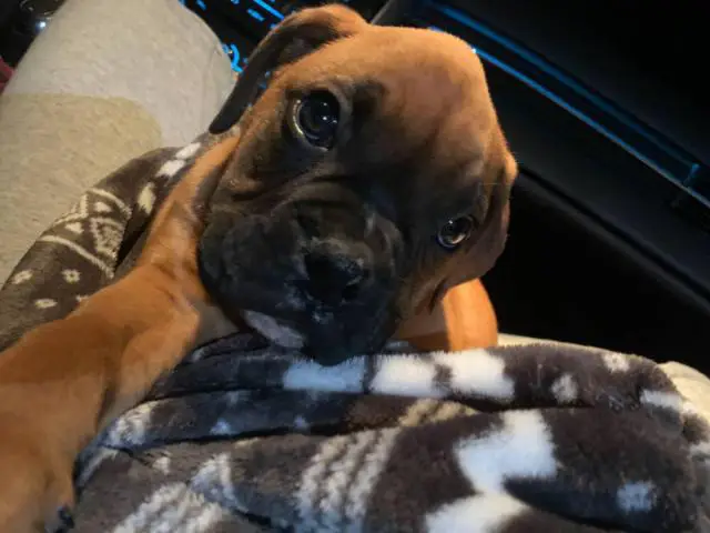 Akc male fawn boxer puppy for sale
