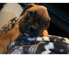Akc male fawn boxer puppy for sale