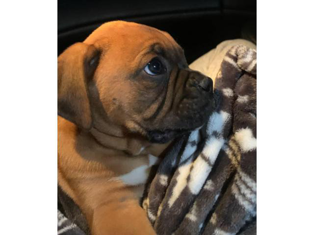 Akc male fawn boxer puppy for sale in Jeffersontown