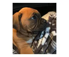 Akc male fawn boxer puppy for sale - 3