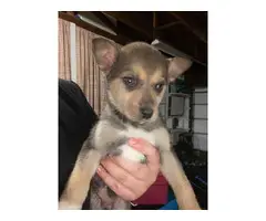 4 Shepsky puppies available - 4