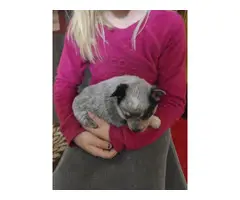 6 Blue heeler puppies for sale - 2
