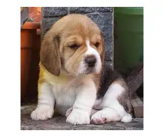 Beagle puppy for sale - 2