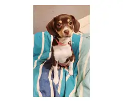 1 Pocket Beagle Puppy Left - 1
