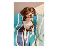 1 Pocket Beagle Puppy Left - 2