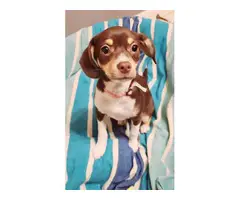 1 Pocket Beagle Puppy Left - 3