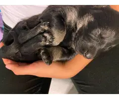 9 full blooded German shepherd puppies available - 2