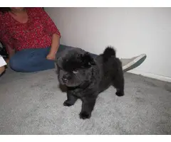 5 Chow Chow puppies for sale - 2
