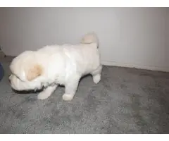 5 Chow Chow puppies for sale - 3