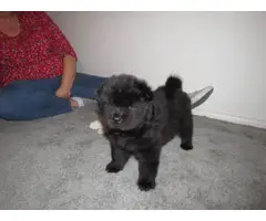 5 Chow Chow puppies for sale - 4