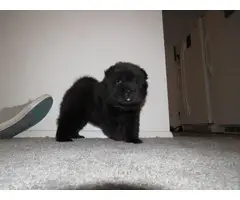 5 Chow Chow puppies for sale - 5