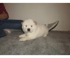 5 Chow Chow puppies for sale - 6