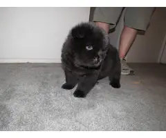 5 Chow Chow puppies for sale - 7