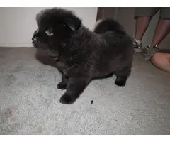 5 Chow Chow puppies for sale - 9