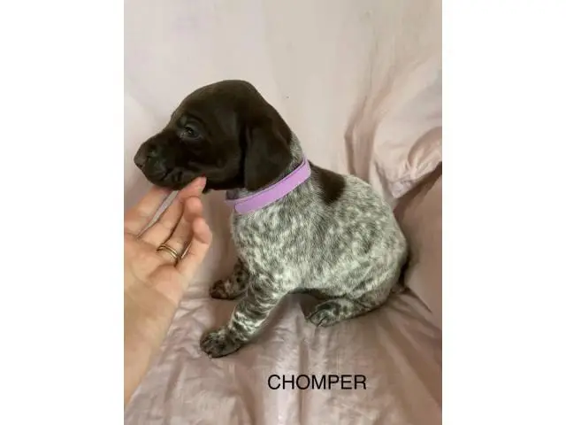 6 German Shorthaired pointer puppies for sale - 1/15