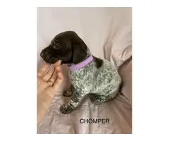 6 German Shorthaired pointer puppies for sale