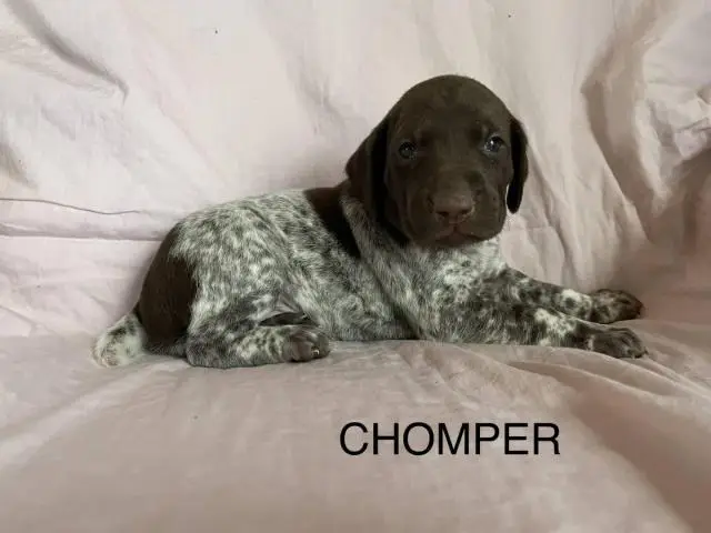 6 German Shorthaired pointer puppies for sale - 2/15