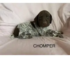 6 German Shorthaired pointer puppies for sale - 2