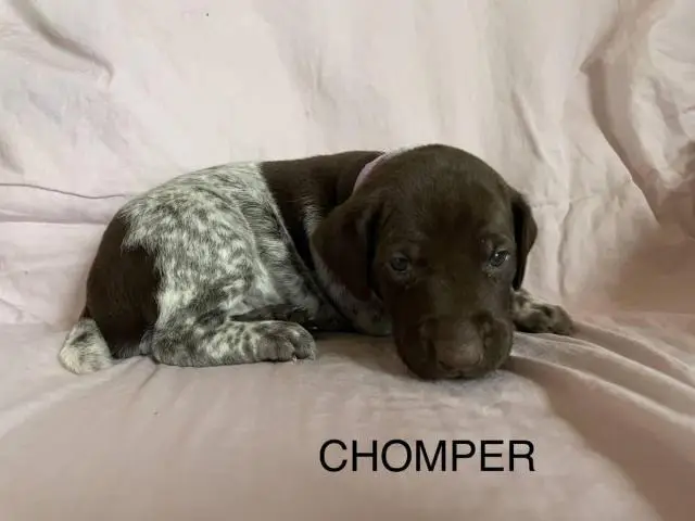 6 German Shorthaired pointer puppies for sale - 3/15