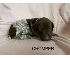 6 German Shorthaired pointer puppies for sale - 3