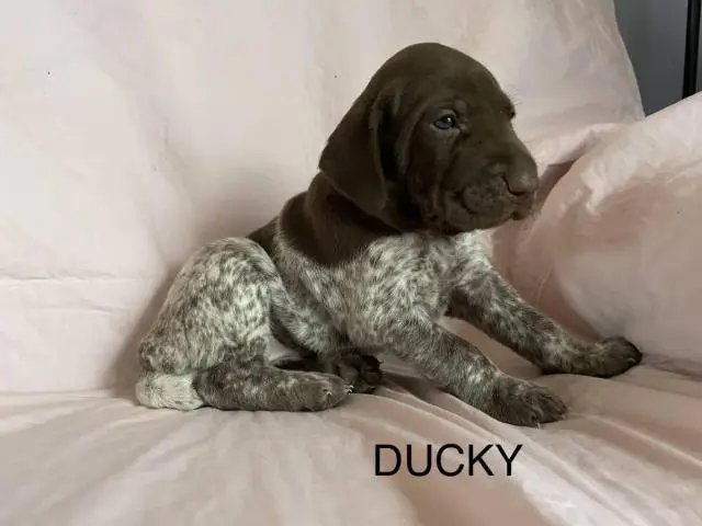 6 German Shorthaired pointer puppies for sale - 4/15