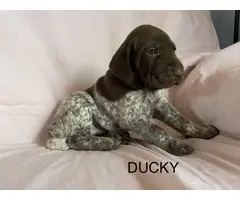 6 German Shorthaired pointer puppies for sale - 4