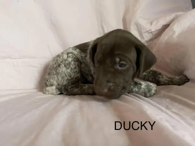 6 German Shorthaired pointer puppies for sale - 5/15