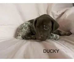 6 German Shorthaired pointer puppies for sale - 5