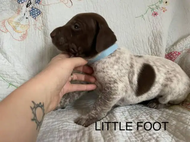 6 German Shorthaired pointer puppies for sale - 6/15