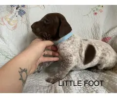 6 German Shorthaired pointer puppies for sale - 6