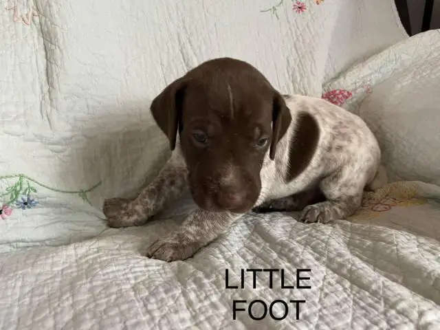 6 German Shorthaired pointer puppies for sale - 7/15