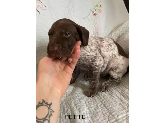 6 German Shorthaired pointer puppies for sale - 8/15
