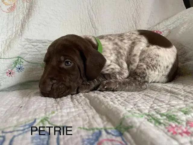 6 German Shorthaired pointer puppies for sale - 9/15